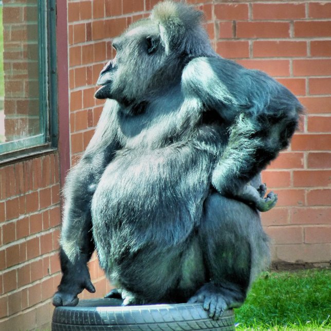 CARPETA DE PINZA CUTE GORILLA (A cute gorilla looking out of a window.)