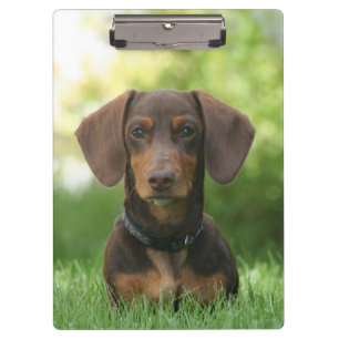 Carpeta De Pinza Dachshund