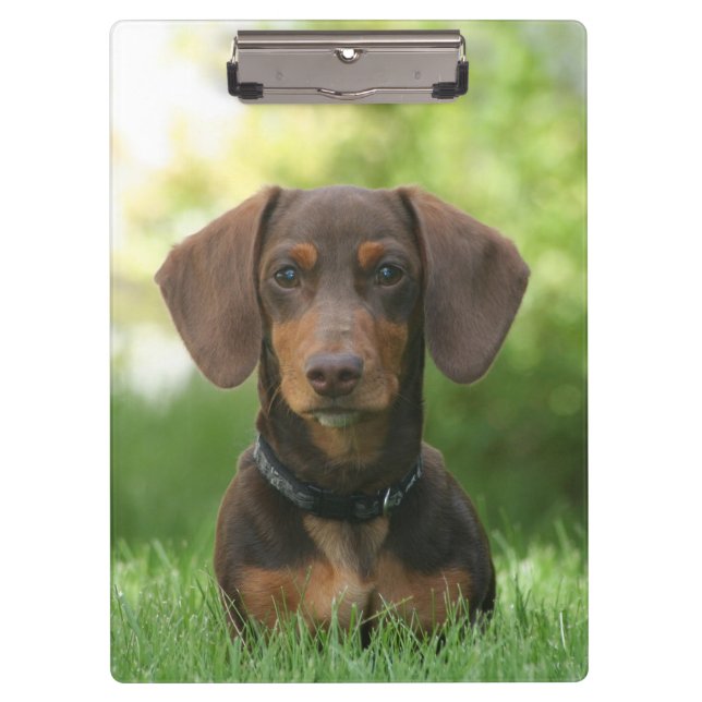 Carpeta De Pinza Dachshund (Anverso)