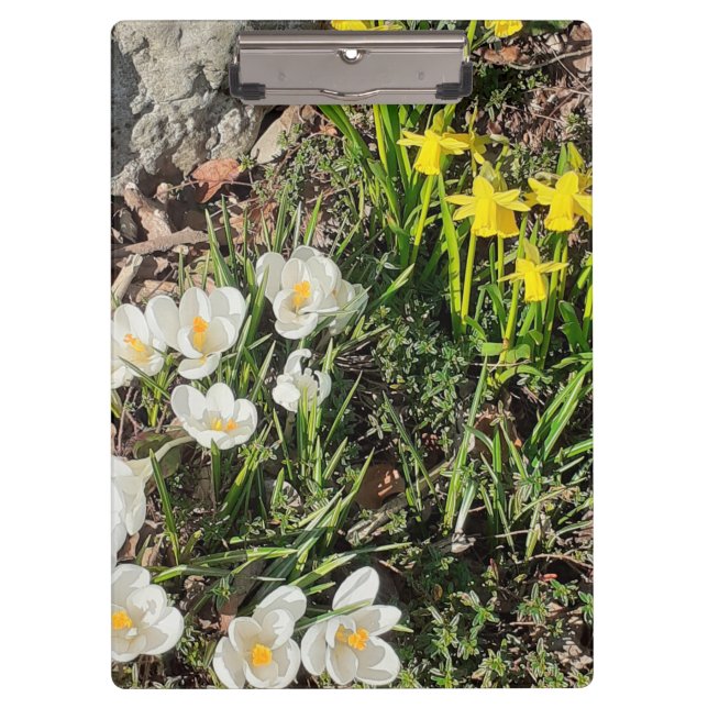 Carpeta De Pinza Daffodils y Crocus (Anverso)