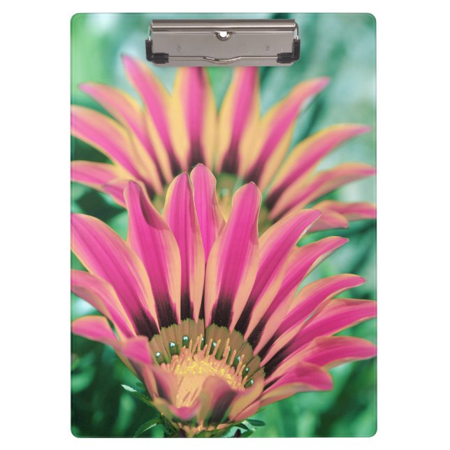 Carpeta De Pinza Daisy rosa caliente (Anverso)