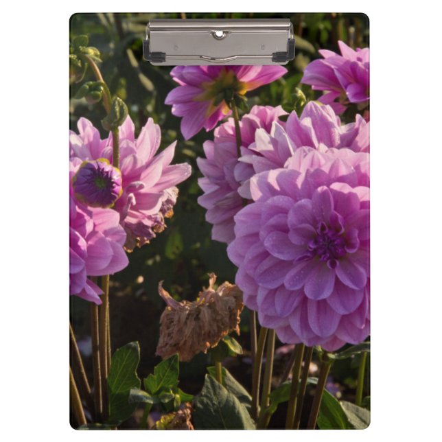 Carpeta De Pinza Dalias, granja de dalias, Canby, Oregón, EE. UU. 5 (Anverso)