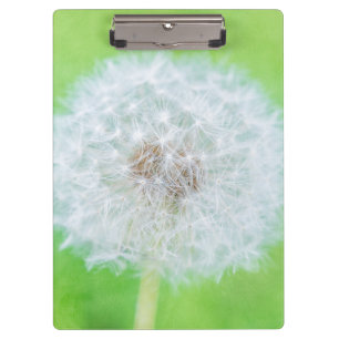 Carpeta De Pinza Dandelion - Acabo De Despertar La Belleza