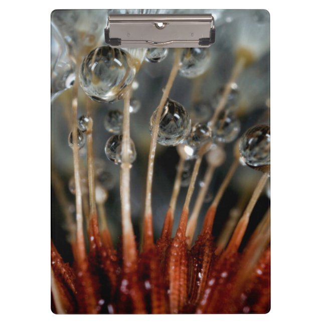 Carpeta De Pinza Dandelion y gotas de agua, CA (Anverso)