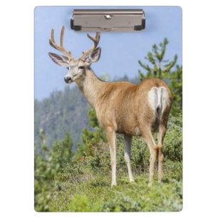 Carpeta De Pinza Deer majestuoso