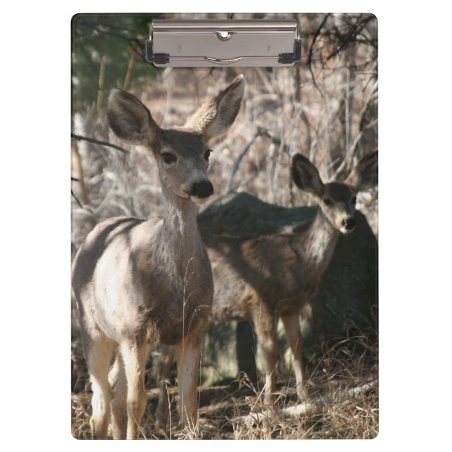Carpeta De Pinza Deer saludando (Anverso)