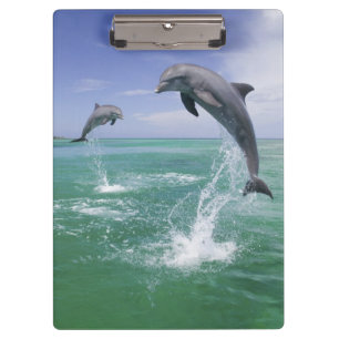 Carpeta De Pinza Delfines mulares Tursiops truncatus
