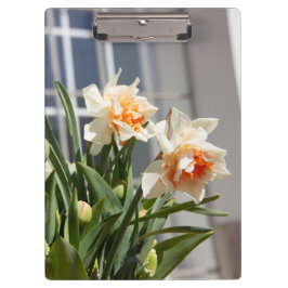 Carpeta De Pinza Delicada primavera de daffodils tiernos