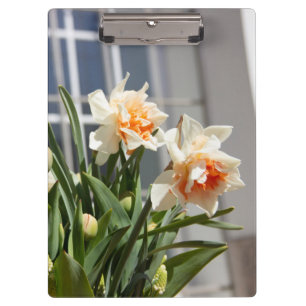 Carpeta De Pinza Delicada primavera de daffodils tiernos