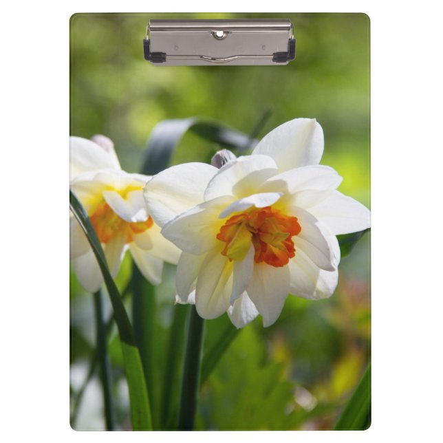 Carpeta De Pinza Delicada primavera de daffodils tiernos (Anverso)