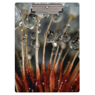Carpeta De Pinza Diente de león y gotas de agua, CA