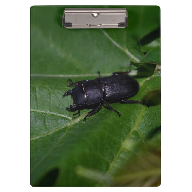 Carpeta De Pinza Dorcus parallelipipedus , el escarabajo de menor t (Anverso)