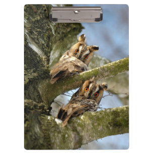 Carpeta De Pinza Dos búhos en el bosque, aves, vida silvestre Porta