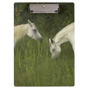 Carpeta De Pinza Dos caballos que comen la hierba