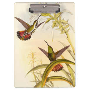 Carpeta De Pinza Dos colibríes coloridos que apuntan para la misma