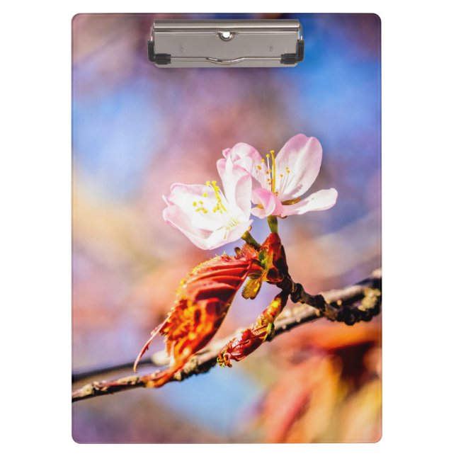 Carpeta De Pinza Dos Flores Asombrosas De Sakura. Fondo rosa y azul (Anverso)