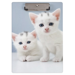Carpeta De Pinza Dos gatitos blancos muy jovenes miran fijamente