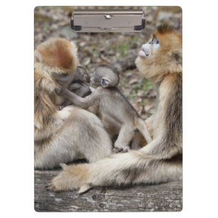 Carpeta De Pinza Dos monas doradas hembras con recién nacidos