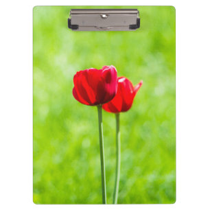 Carpeta De Pinza Dos tulipanes rojos