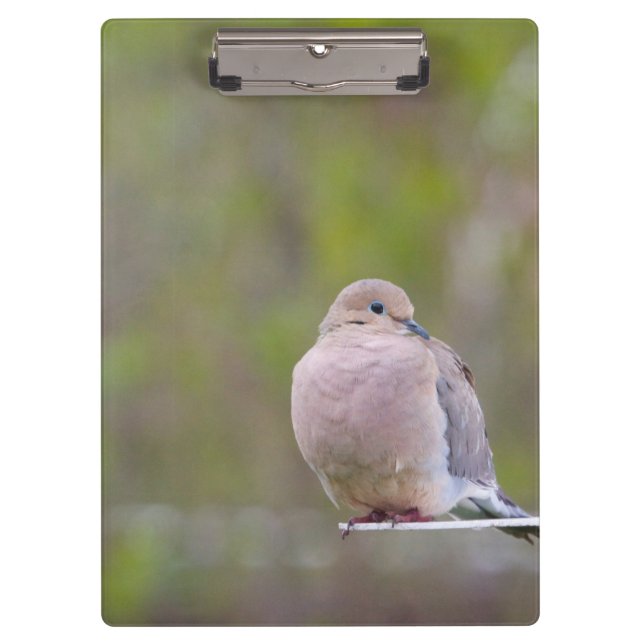 Carpeta De Pinza Dove de duelo (Anverso)