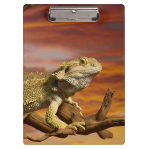Carpeta De Pinza Dragón barbudo (Pogona Vitticeps) en rama,