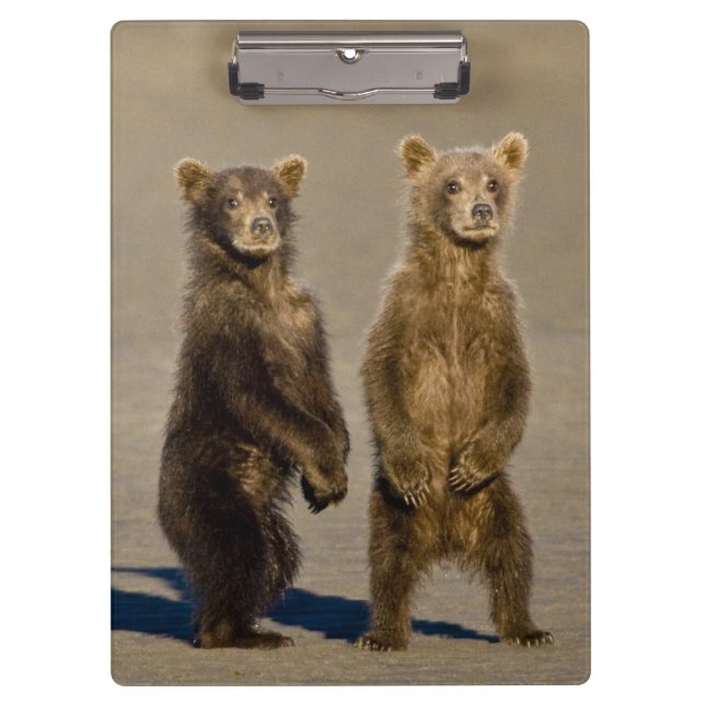 Carpeta De Pinza EE.UU. Alaska. Cubos de oso marrón costero (Anverso)
