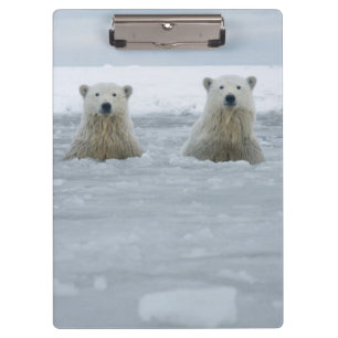 Carpeta De Pinza EE. UU., Alaska, North Slope, Osos polares