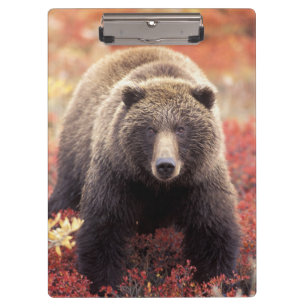 Carpeta De Pinza EE. UU., Alaska, Parque Nacional Denali, osa grizz