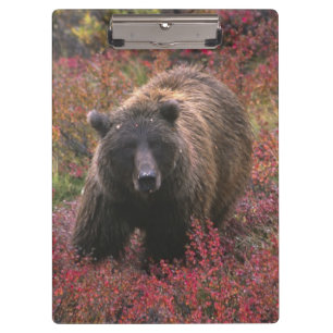 Carpeta De Pinza EE. UU., Alaska, Parque Nacional Denali. Oso pardo