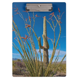 Carpeta De Pinza EE. UU., Arizona. Cactus en el Parque Nacional Sag