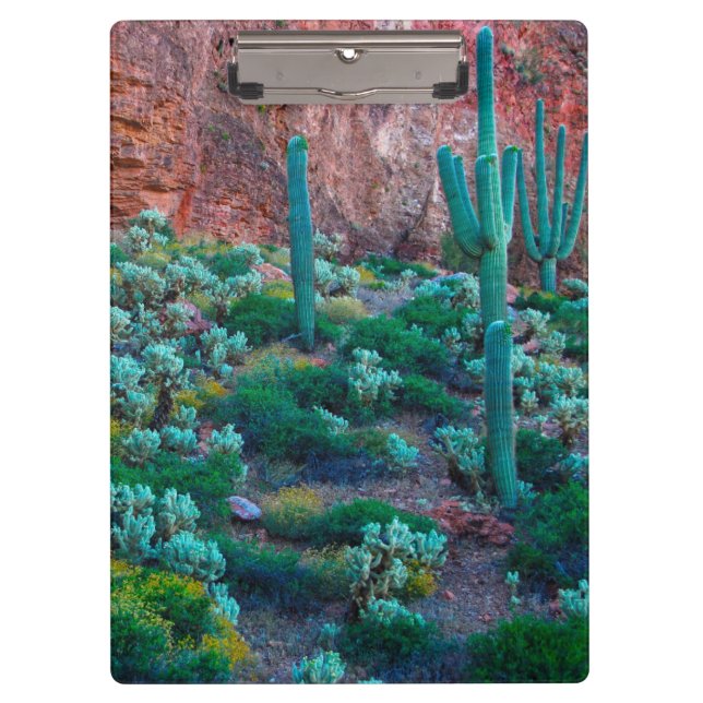 Carpeta De Pinza EE.UU., Arizona. Flora del desierto (Anverso)