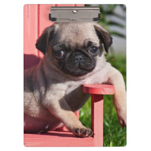 Carpeta De Pinza EE. UU., California. Pug cachorro desplomado