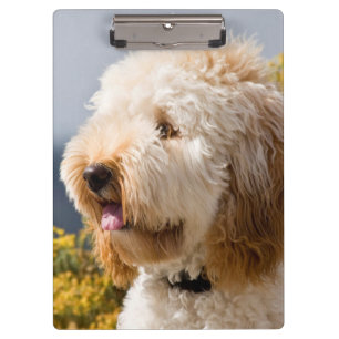 Carpeta De Pinza EE. UU., California. Retrato de Labradoodle 3