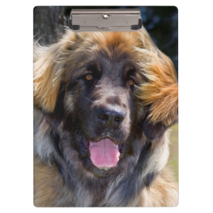 Carpeta De Pinza EE. UU., California. Retrato de Leonberger sentado