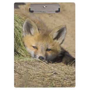 Carpeta De Pinza EE. UU., Colorado, Breckenridge. Zorro rojo alerta