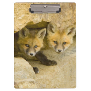 Carpeta De Pinza EE. UU., Colorado, Breckenridge. Zorro rojo curios