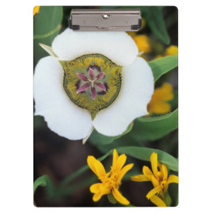 Carpeta De Pinza EE. UU., Colorado. Mariposa tulipán