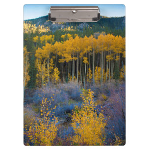 Carpeta De Pinza EE.UU., Colorado. Perros amarillos brillantes en r