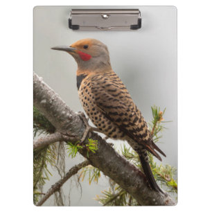 Carpeta De Pinza EE. UU., Estado de Washington. Macho de Carpintero