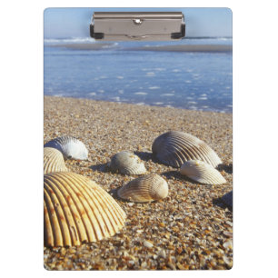 Carpeta De Pinza EE. UU., Florida, conchas marinas costeras