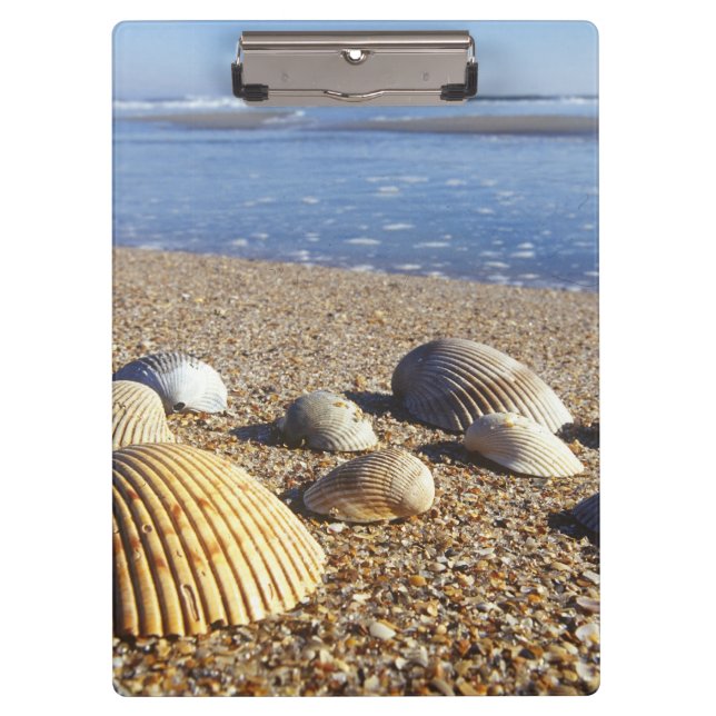 Carpeta De Pinza EE. UU., Florida, conchas marinas costeras (Anverso)