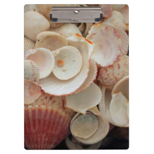 Carpeta De Pinza EE. UU., Florida. Primer plano de conchas en Santa