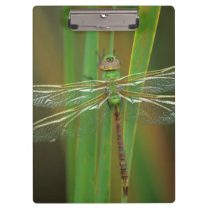 Carpeta De Pinza EE. UU., Georgia. Libélula verde sobre cañas