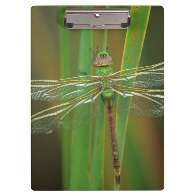 Carpeta De Pinza EE. UU., Georgia. Libélula verde sobre cañas (Anverso)