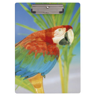 Carpeta De Pinza EE. UU., Hawái. Loro