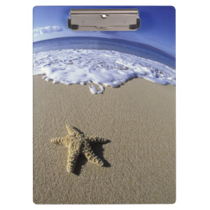 Carpeta De Pinza EE. UU., Hawái, Maui, Makena Beach, Estrella de ma