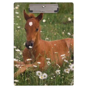 Carpeta De Pinza EE. UU., Oregón, Poni Árabe.