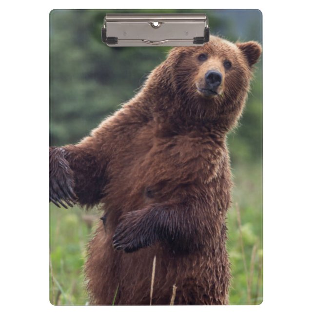 Carpeta De Pinza EE.UU., sudeste de Alaska, oso pardo y cachorro (Anverso)