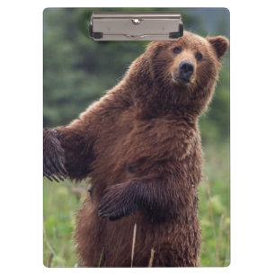 Carpeta De Pinza EE. UU., sureste de Alaska, oso pardo y cría