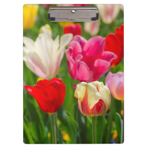 Carpeta De Pinza EE.UU., Tennessee, Nashville